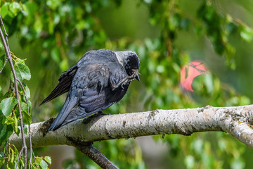 raven standing on one leg on a branch