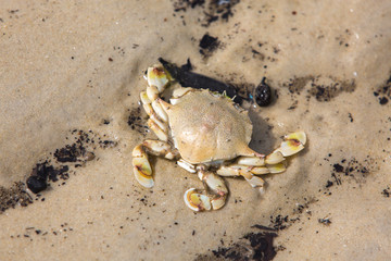 crab on the beach