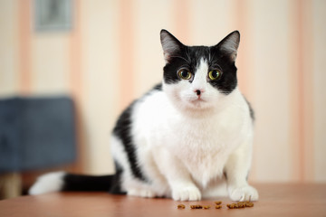 Beautiful black and white female cat with cute black spot on the pink nose sitting on a table in front of dry food granules and looking to the camera