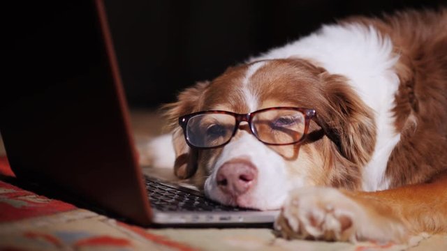 A dog in glasses sleeps near a laptop. Overstrain at work concept