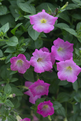 pink flowers in the garden