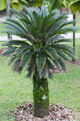 palm tree in the garden
