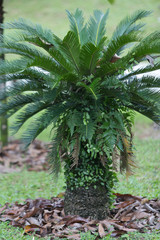 palm tree in the garden