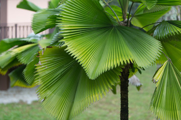 green palm leaf