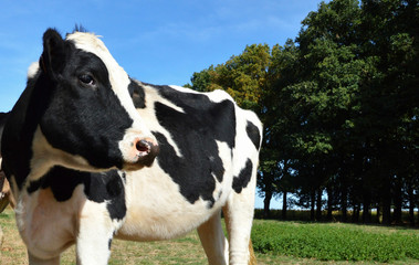A cow heifer, dairy cow breed