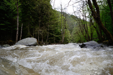 River flows in mountain forest 