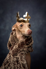 Funny dog dressed as a wizard king. Christmas
