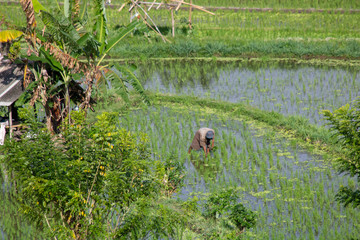 Holiday Bali Indonesia people working in rice field 