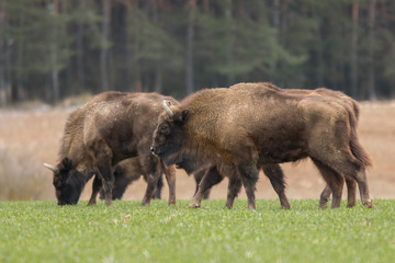 European bison - Bison bonasus in the Knyszyn Forest (Poland)