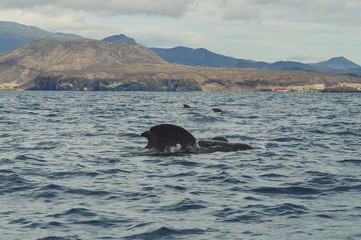 Whalewatching tenerife pilot whale