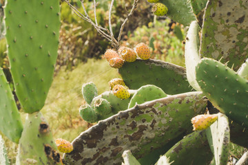 Barbary fig Tenerife