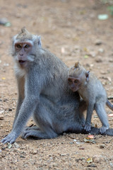 monkey forrest Bali Indonesia Ubud