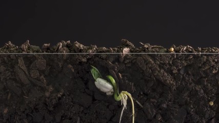 Time Lapse of seed germination and growing from underground with roots. - Powered by Adobe
