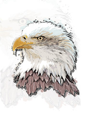 Eagle head vector colorful realistic hand-drawn sketch style isolated illustration with big transparent eagle background