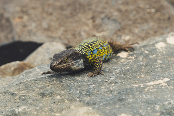 Colorful lizard on a stone