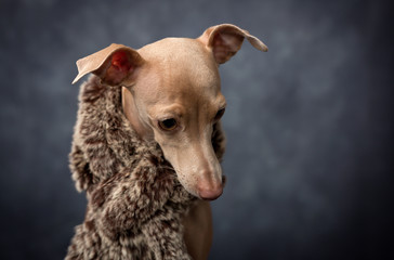 Funny dog dressed as a wizard king. Christmas