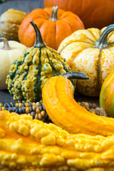 Harvest or Thanksgiving still life of ornamental gourds and pumpkins on an old steamer trunk