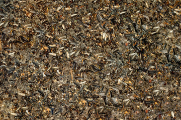 Strukturen und Muster, Vogelfutter Reste