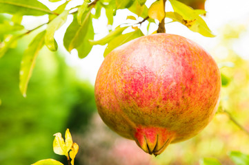 melograno, melarana, frutta