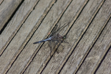 Libelle auf Holzsteg