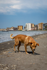 Stray dog in castellammare di stabia, Italy - 232343533