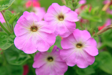 Fototapeta premium Petunia, Colorful Petunias Flower Nature Image Background