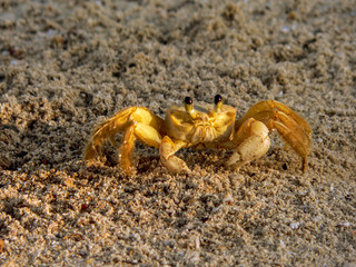 Ghost Crab