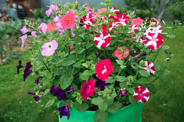 Petunia, Colorful Petunias Flower Nature Image Background