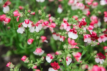 Obraz premium Nemesia flower blooms