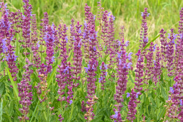 Wilder Salbei, Selvia nemorosa