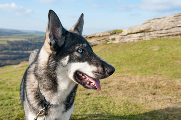 Malamute Huskey woolf on Dartmoor