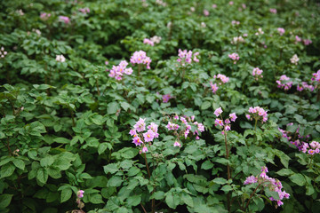 Fototapeta premium A Flowering potatoes in the summer day. Potato bloom