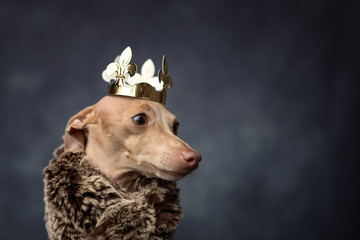 Funny dog dressed as a wizard king. Christmas