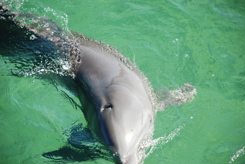 delfin w morzu © nepos_foto