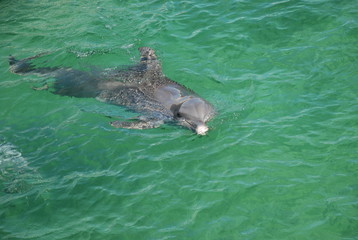 delfin w morzu
