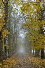 Misty walk path