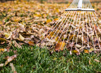 raking leaves with fan rake from the lawn