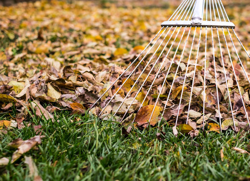 raking leaves with fan rake from the lawn