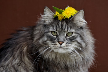 Naklejka na ściany i meble Norwegian forest cat male with a garland of flowers on his head