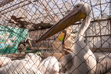 Pelican