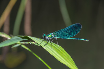 Blue dragonfly Calopteryx virgo sits on a grass. Summer day