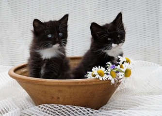 Two tiny norwegian forest cat kittens in clay dish with daisies