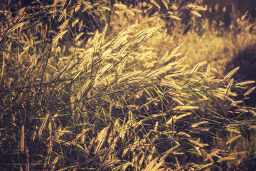 Fototapeta na wymiar Vintage Meadow at Sunset