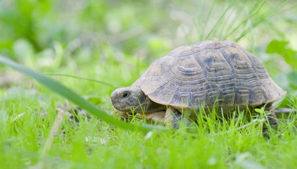 Tortue