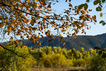 autumn, branch, yellow leaves