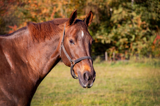 paarden