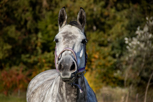 paarden