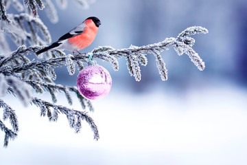 natural winter background with a beautiful bird red bullfinch sitting on a Christmas tree with shiny hoarfrost and festive decoration with a glass ball - obrazy, fototapety, plakaty