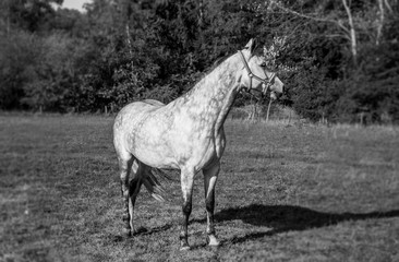 Obraz na płótnie Canvas paard, horse, equine