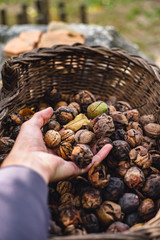 chestnuts in a basket